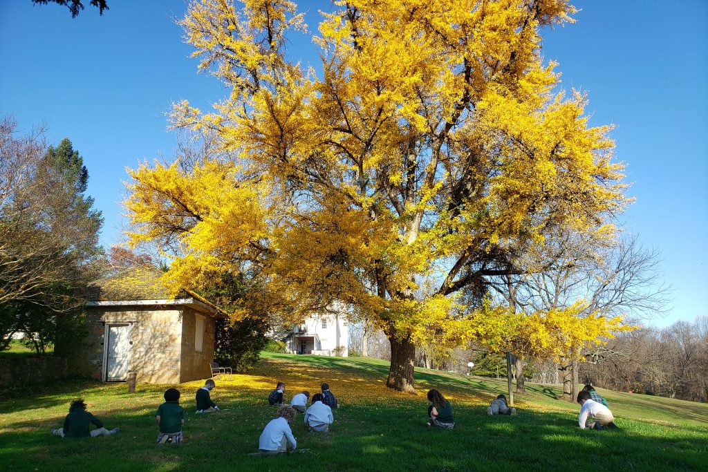 Students sit under a ginko tree in full bloom.