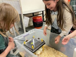 Two girls, one with her back to the camera, lean over and into a large plastic bin where baby chicks are kept.