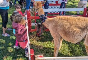 Students watch a llama and horse eat hay during an on-campus petting zoo visit.